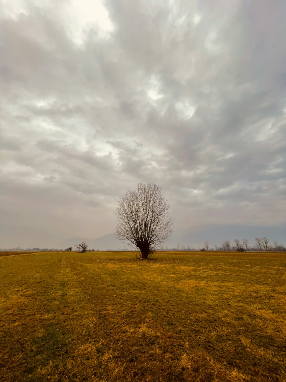 leafless tree on brown grass field under white clouds
