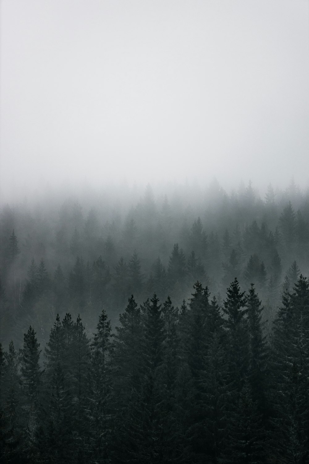 霧に覆われた緑の松の木