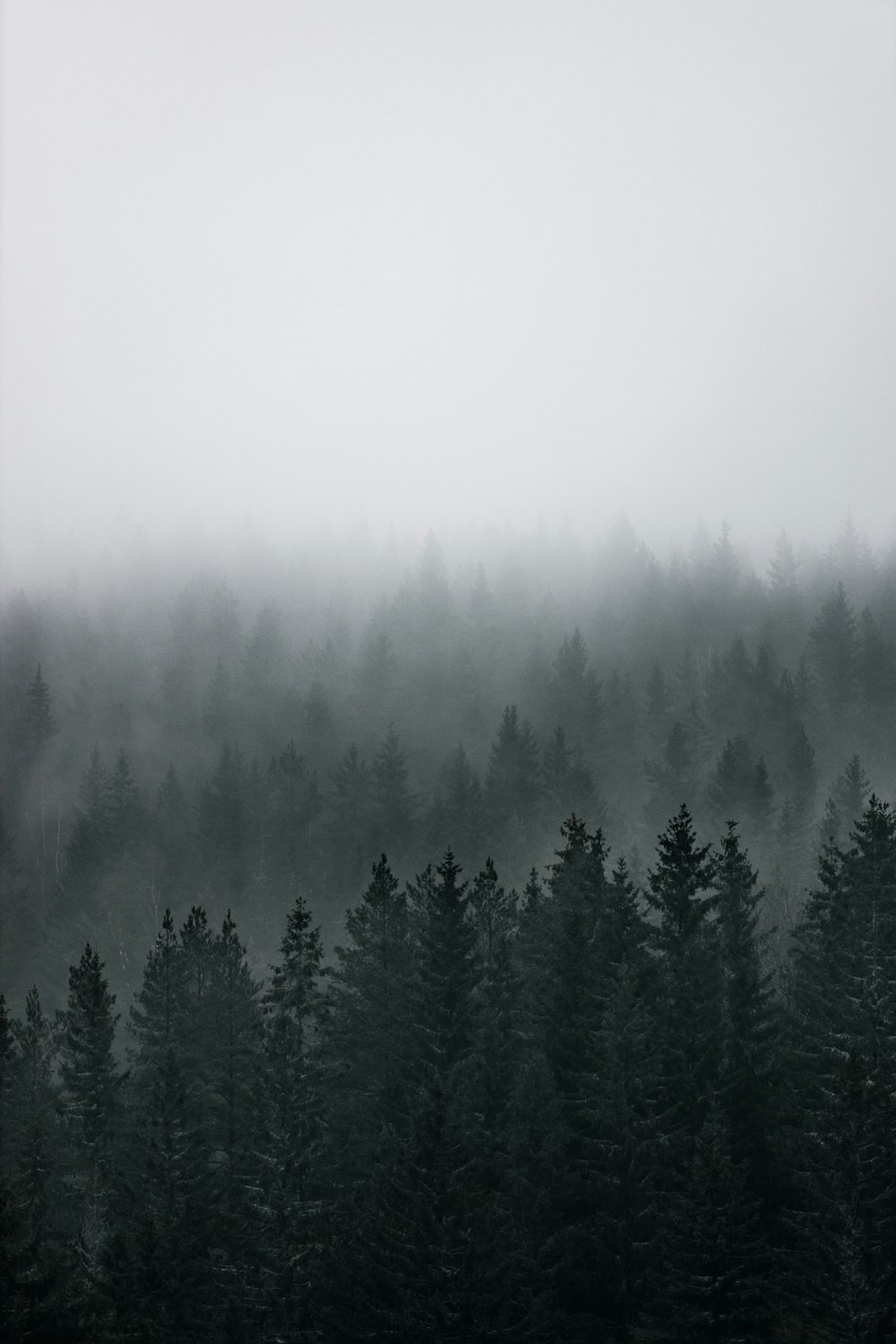 green pine trees covered with fog