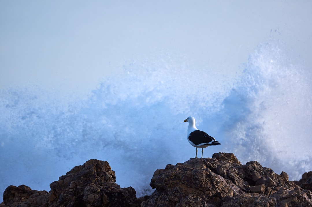 white and black bird on brown rock during daytime