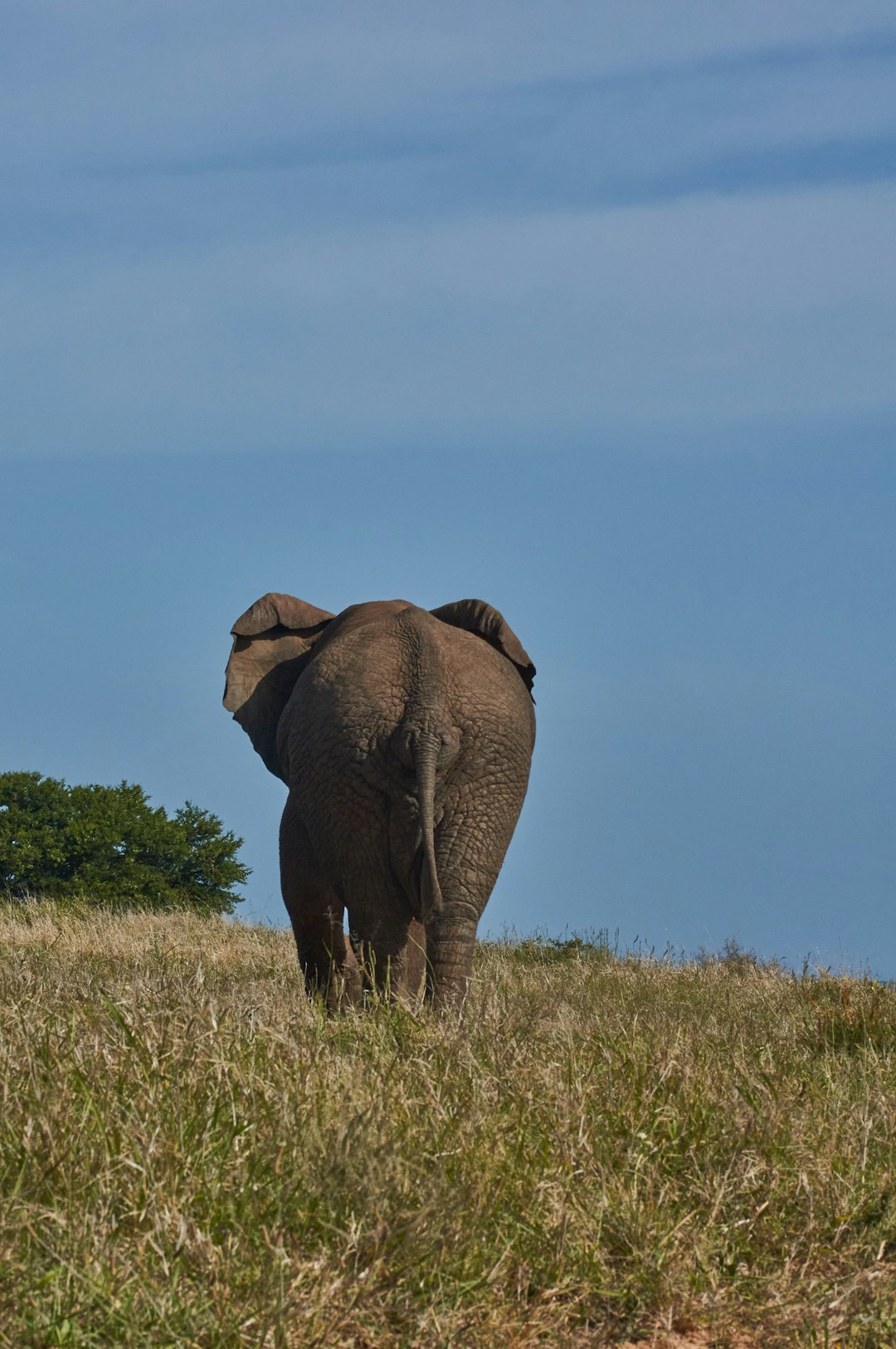 elephant walking on green grass field during daytime