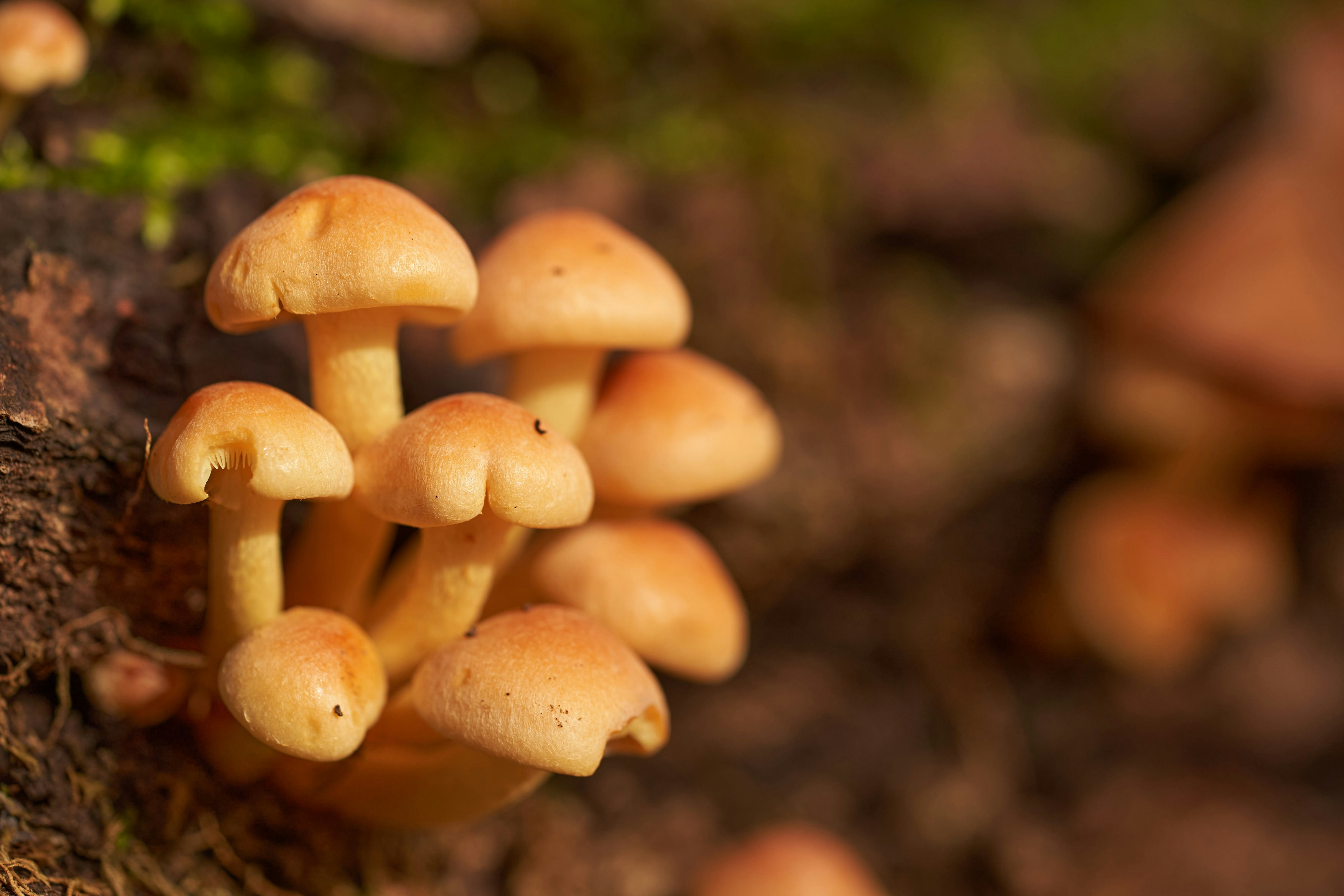 Photo by wolfgang_hasselmann