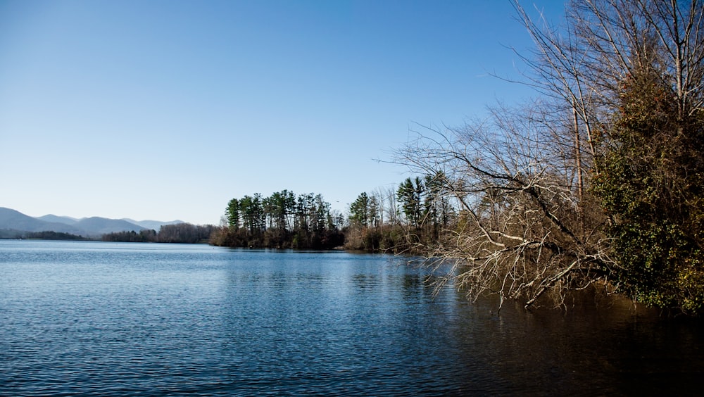 body of water near trees during daytime