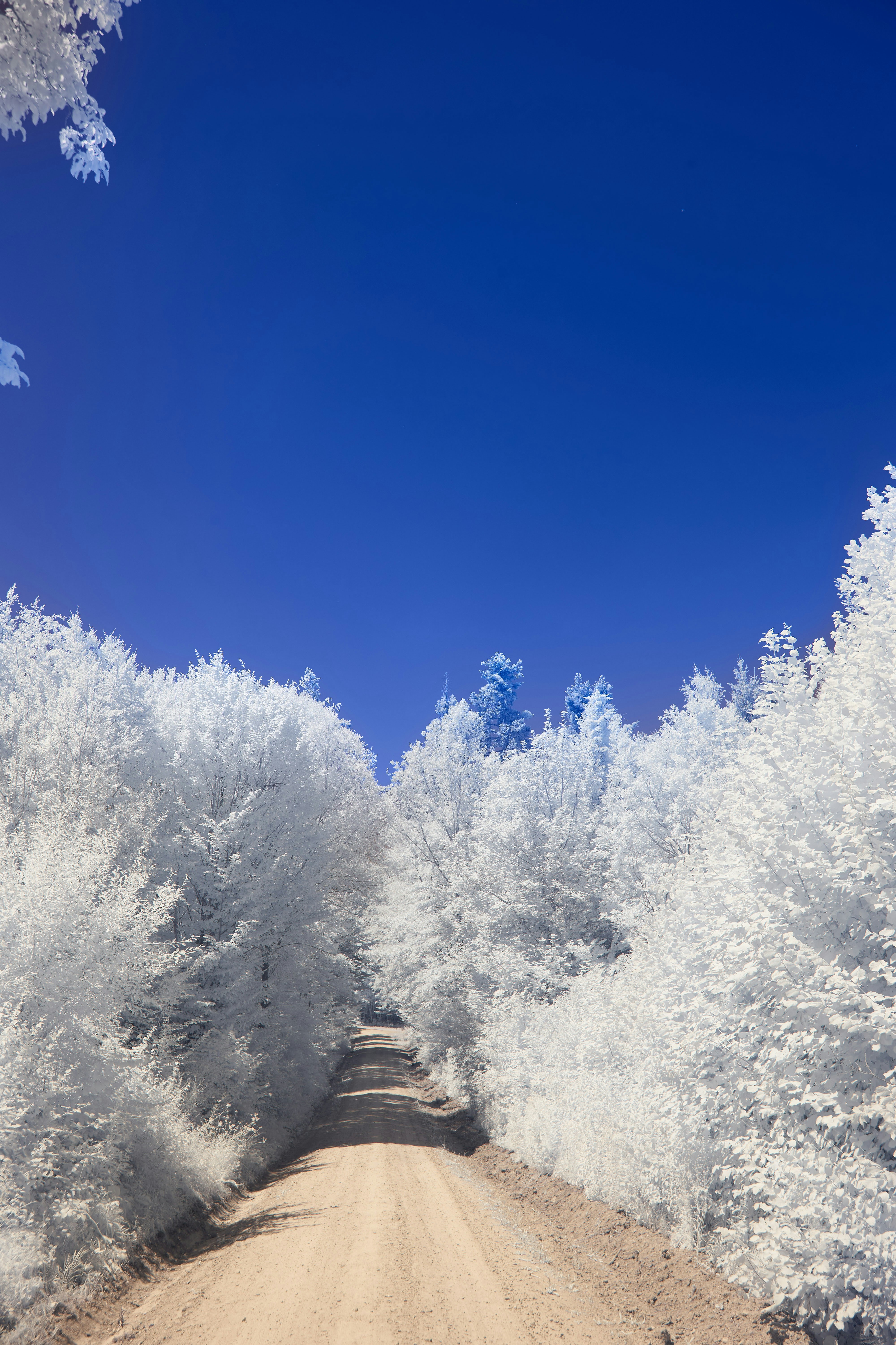 Photo by wolfgang_hasselmann