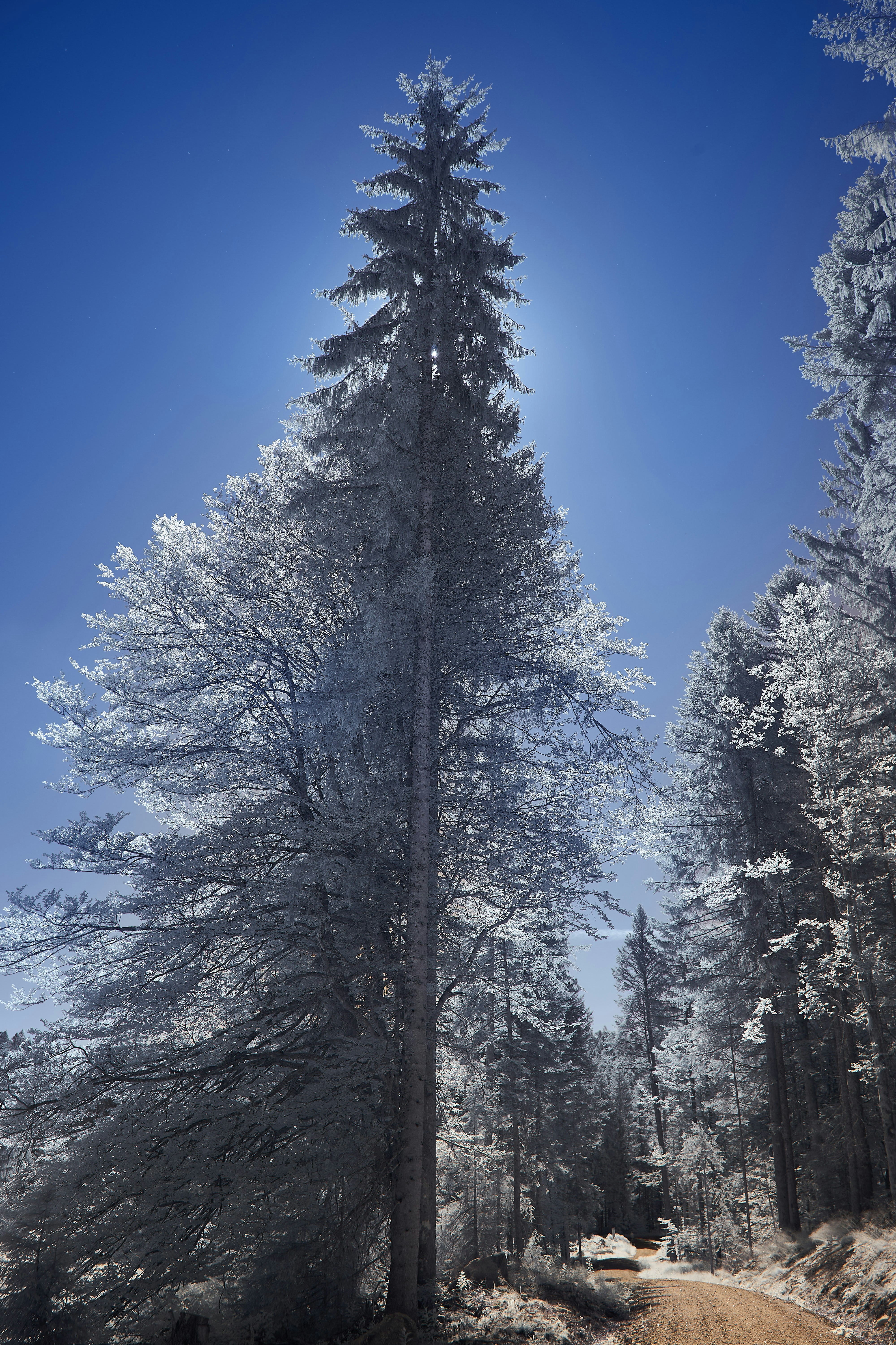 Photo by wolfgang_hasselmann