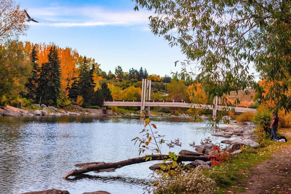 brown wooden bridge over river during daytime