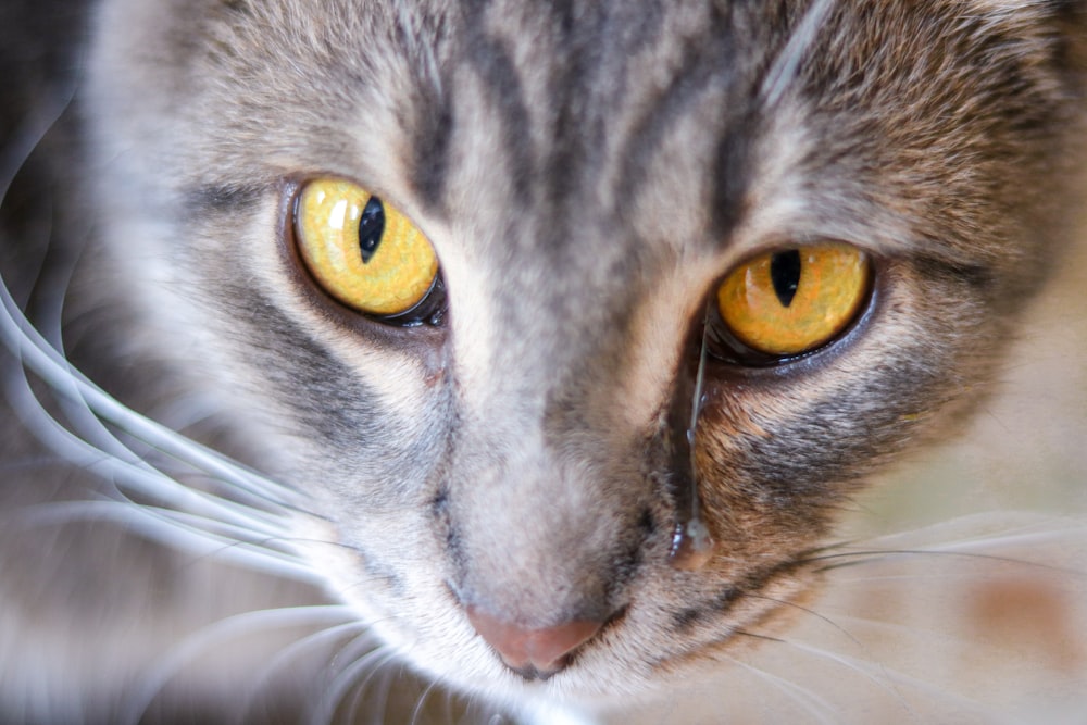 grey cat with yellow eyes