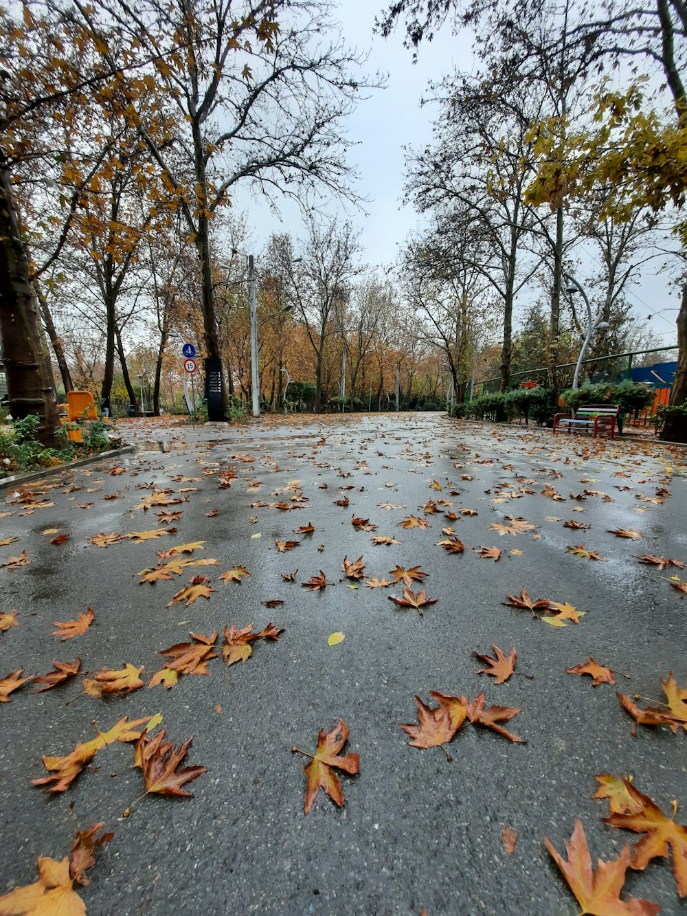 brown leaves on the ground