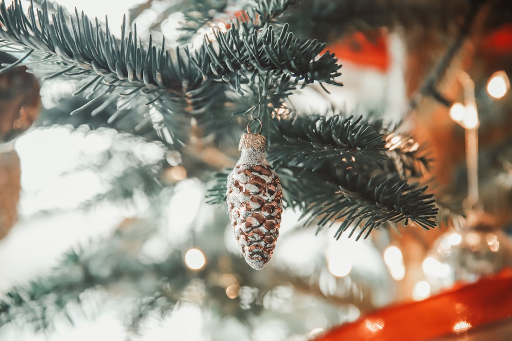 pine cone on green pine tree