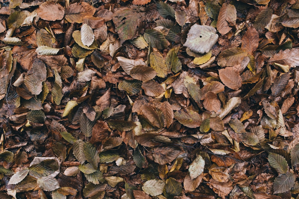 dried leaves on ground during daytime