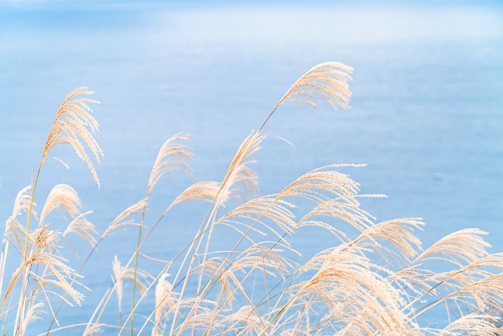 erba marrone sotto il cielo blu durante il giorno