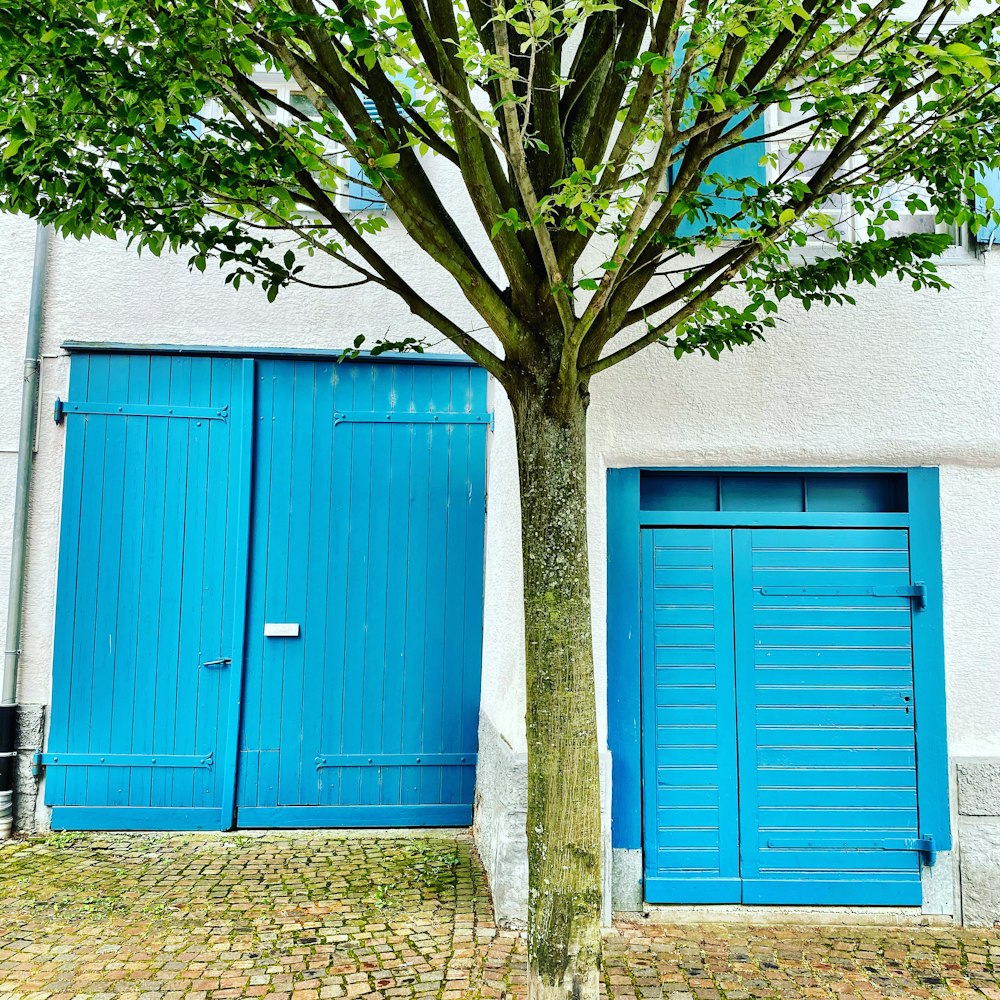 blue wooden door beside green tree during daytime