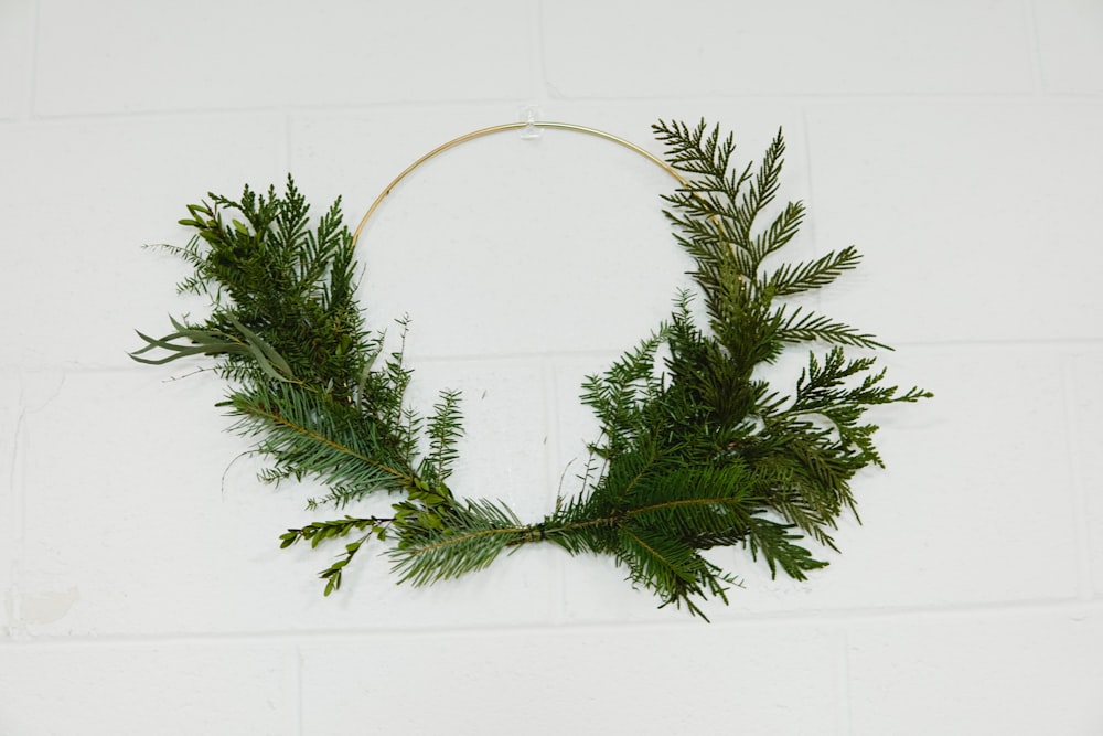 green plant on white wall