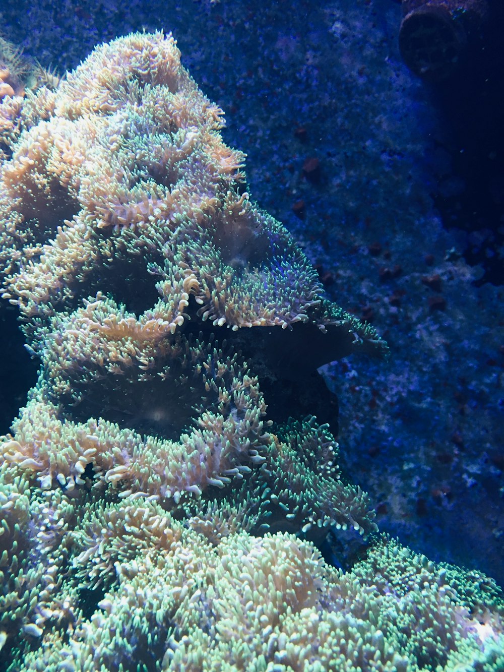 brown coral reef in fish tank