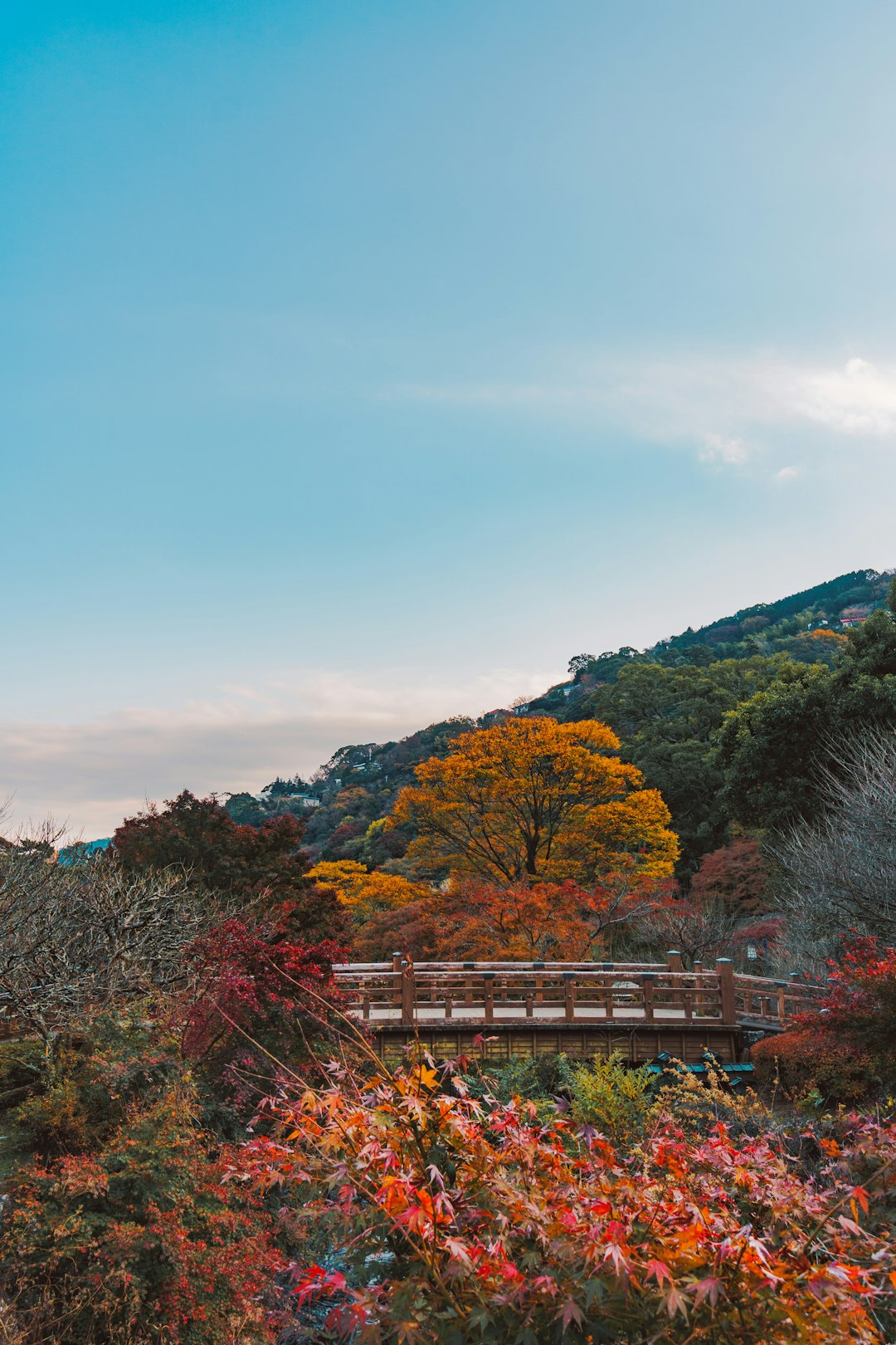 green and red trees near brown wooden fence under blue sky during daytime