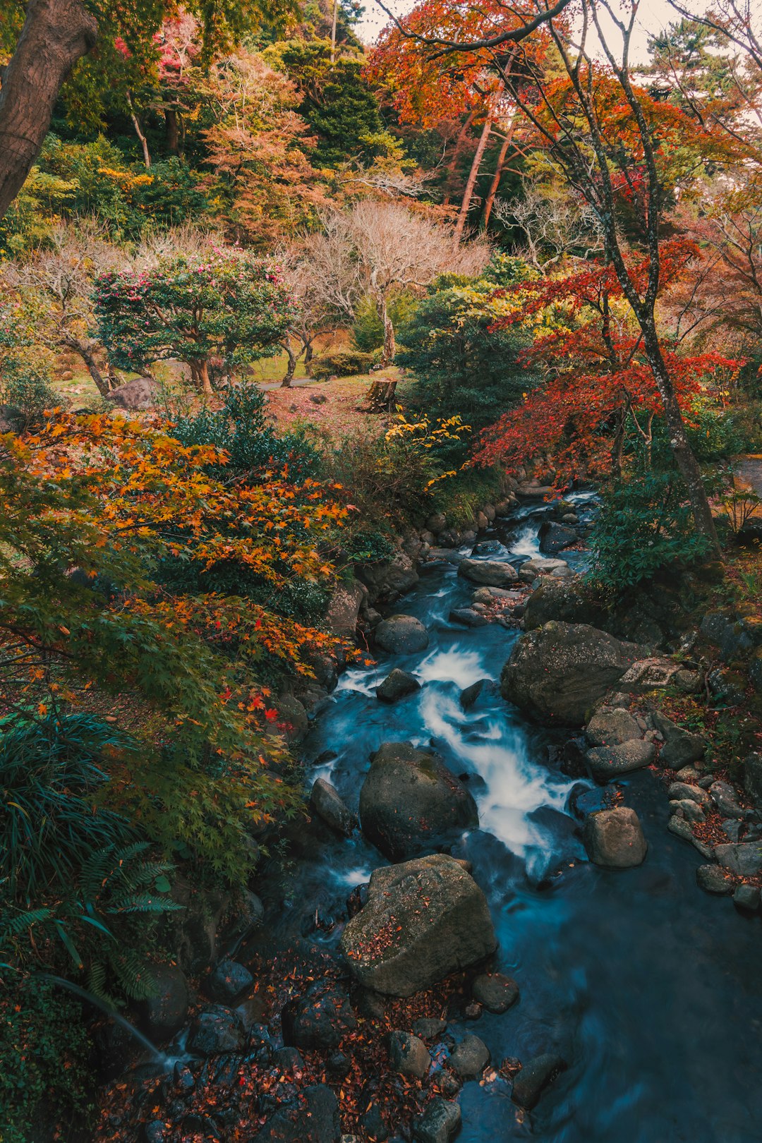 river in the middle of forest