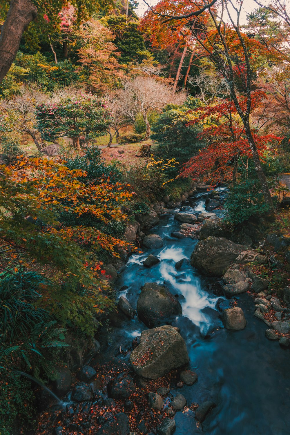 river in the middle of forest