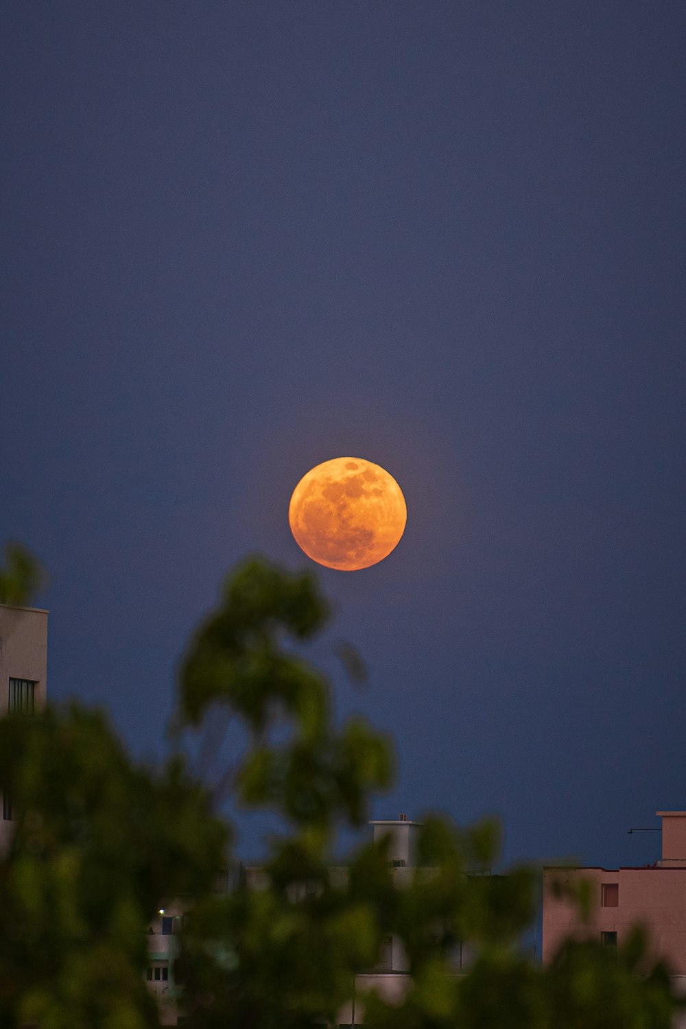 full moon over green trees