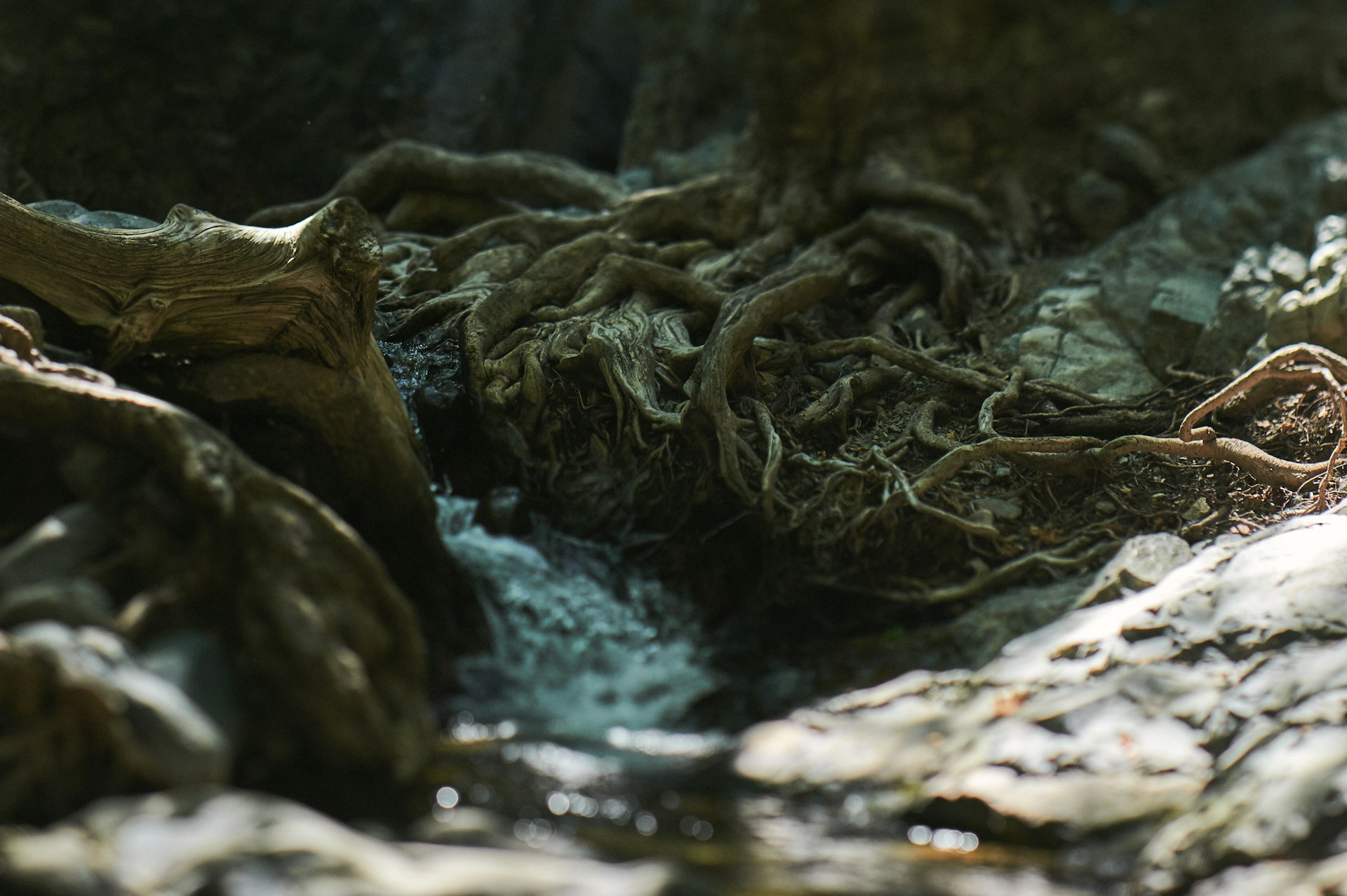brown tree log on water