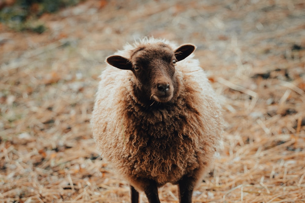 brown sheep on brown field during daytime