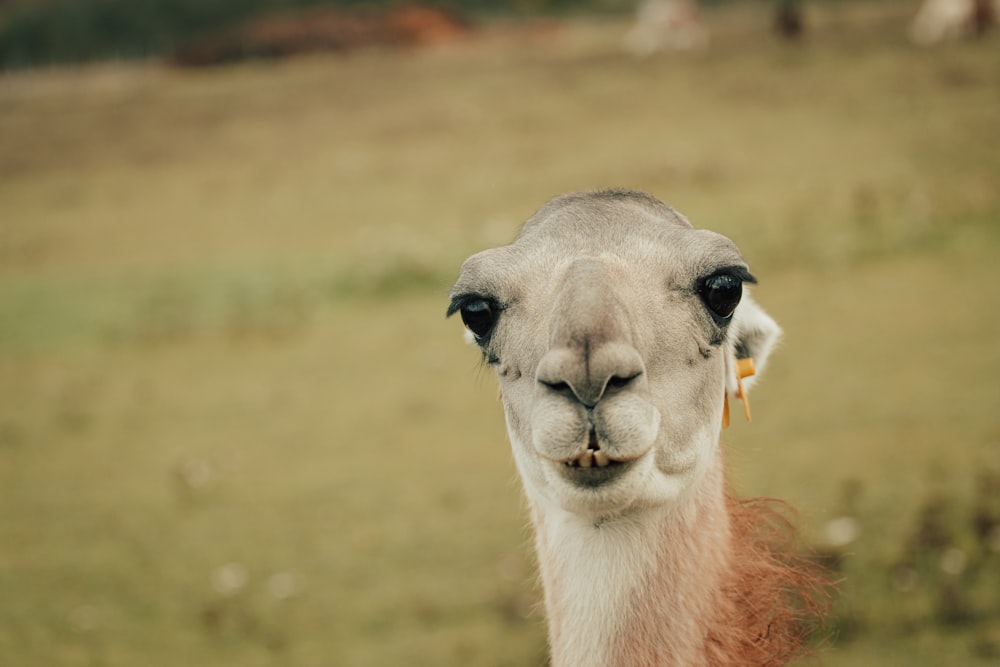 white and brown llama during daytime