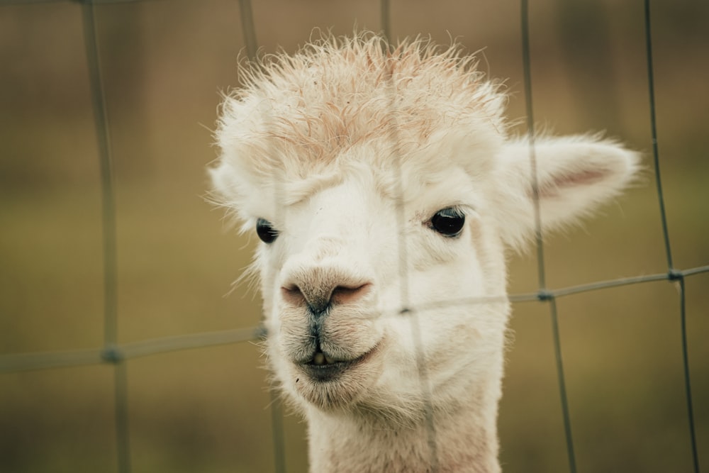 white llama in close up photography