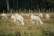 Several alpacas are grazing in a fenced grassy field surrounded by trees. The alpacas have white and light brown fur, and they are spaced out across the field, peacefully feeding on the grass.