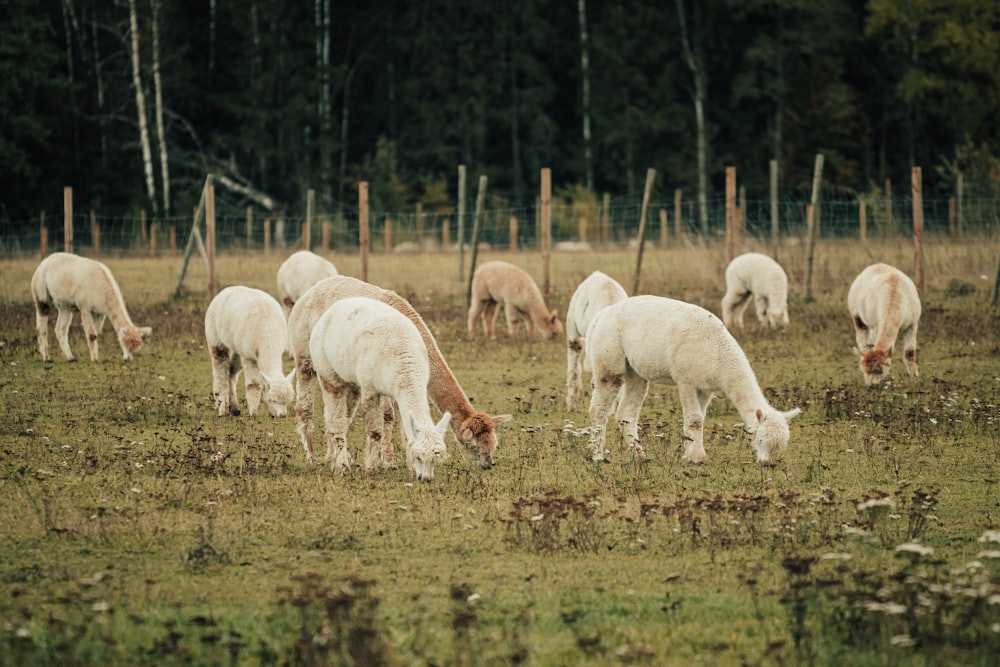 herd of white and brown goats on green grass field during daytime
