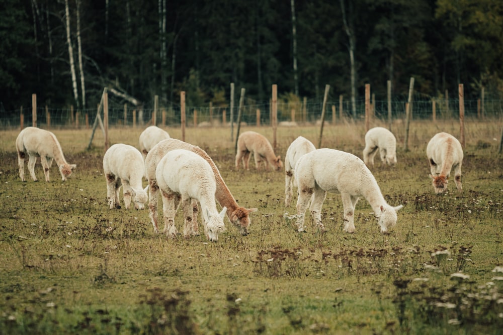 Rebaño de cabras blancas y marrones en campo de hierba verde durante el día