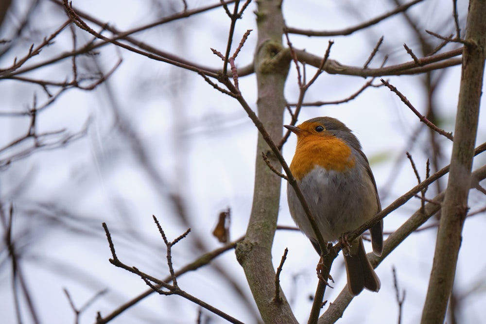 brown and white bird on tree branch during daytime