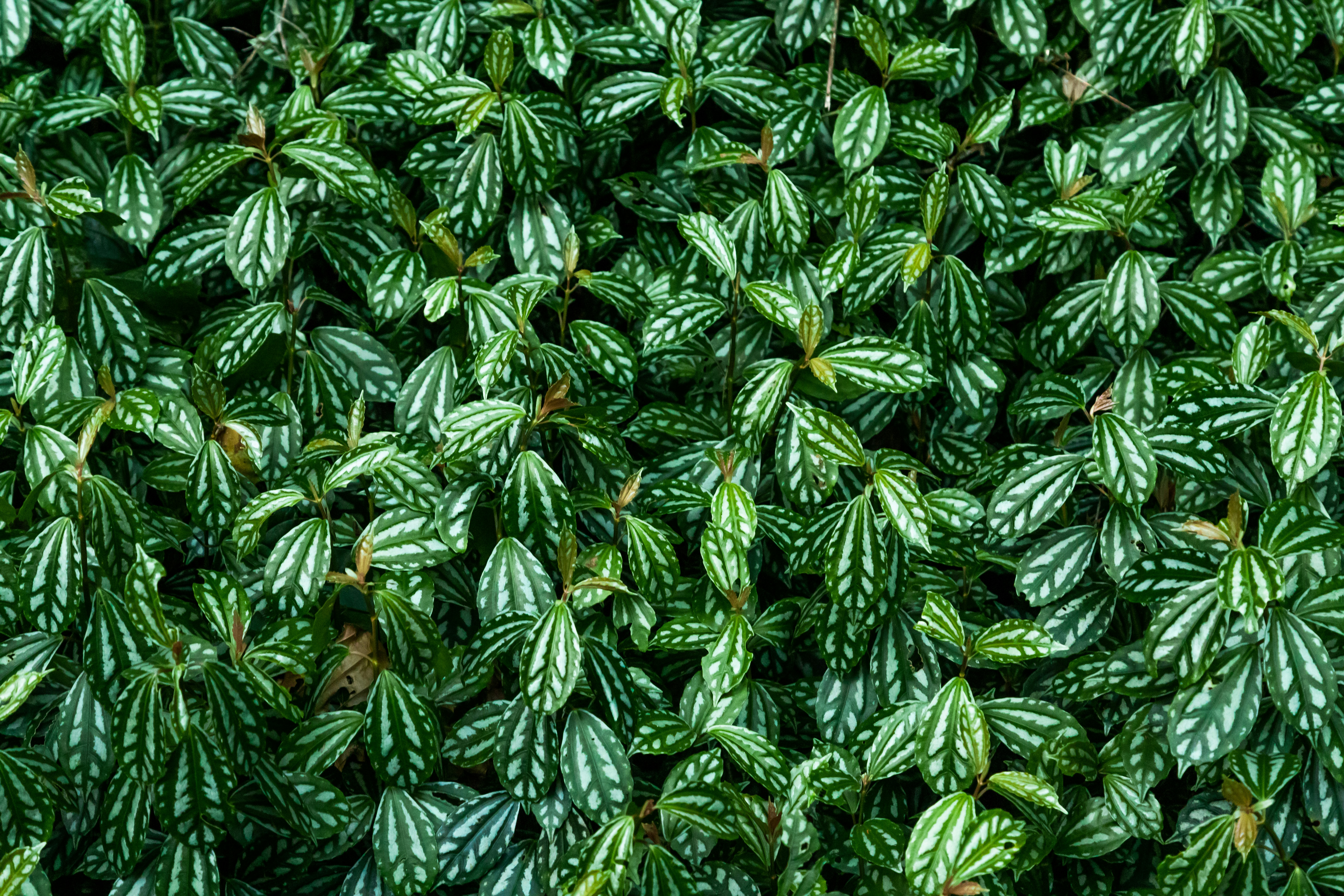 Photo by ferreiramarcos___