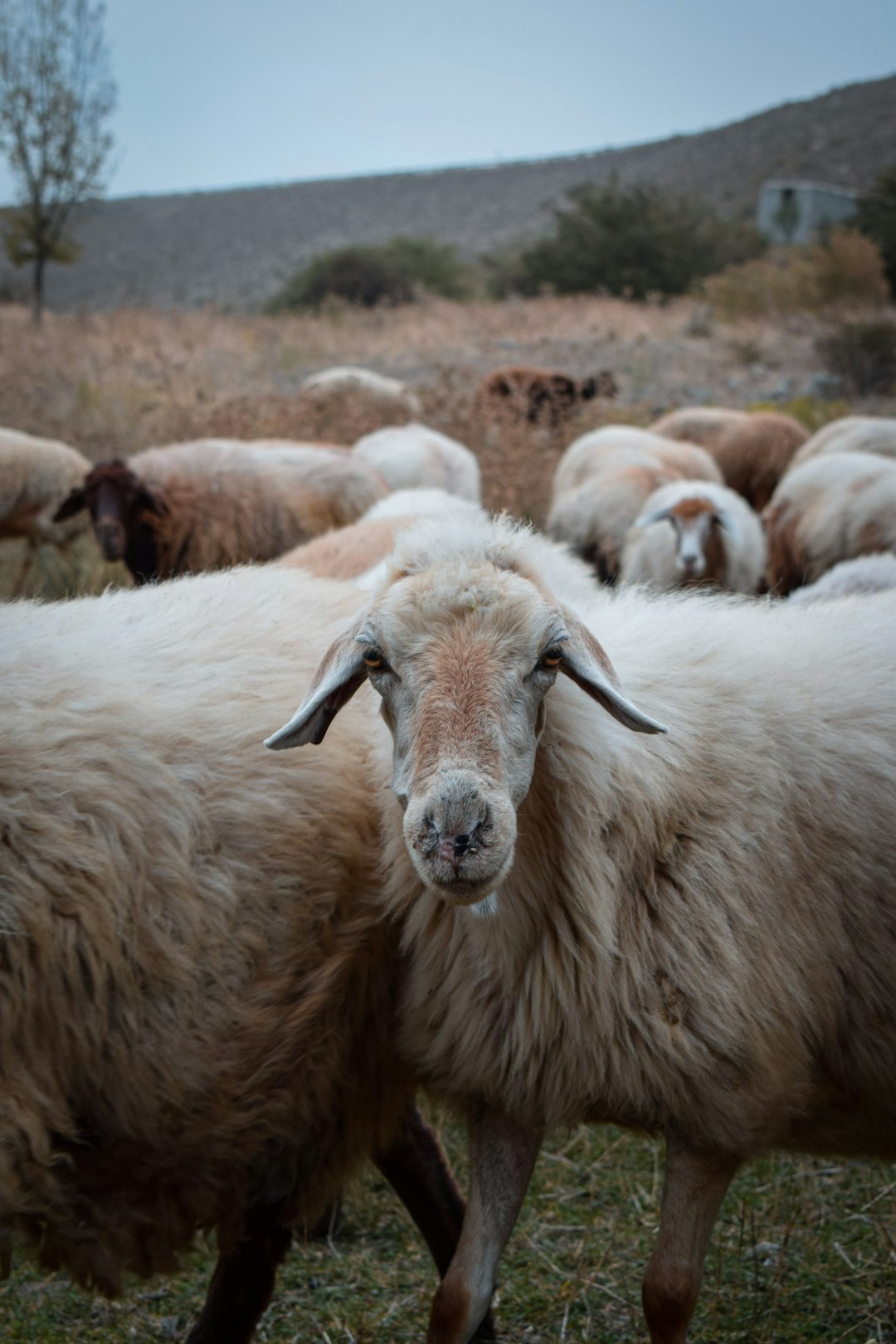 herd of sheep on field during daytime