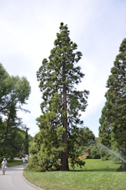 A tall evergreen tree stands prominently on a neatly maintained lawn bordered by a curved walkway. To the left, people are walking in a park-like setting with lush greenery surrounding them. Another tree and various shrubs can be seen, contributing to the tranquil, natural atmosphere. The sky appears clear, suggesting a sunny day.