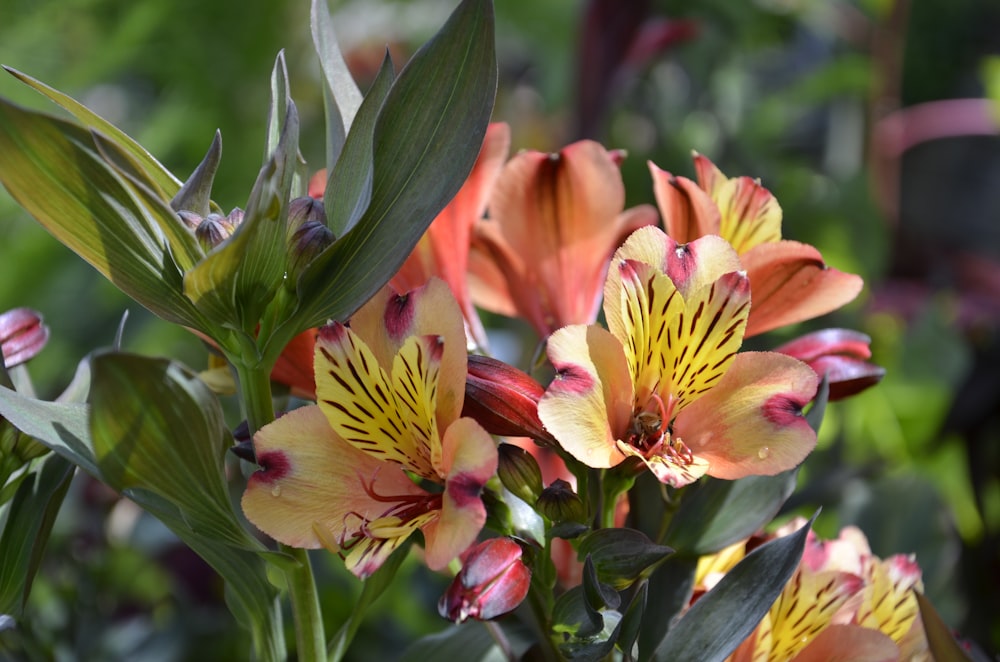 yellow and pink flowers in tilt shift lens