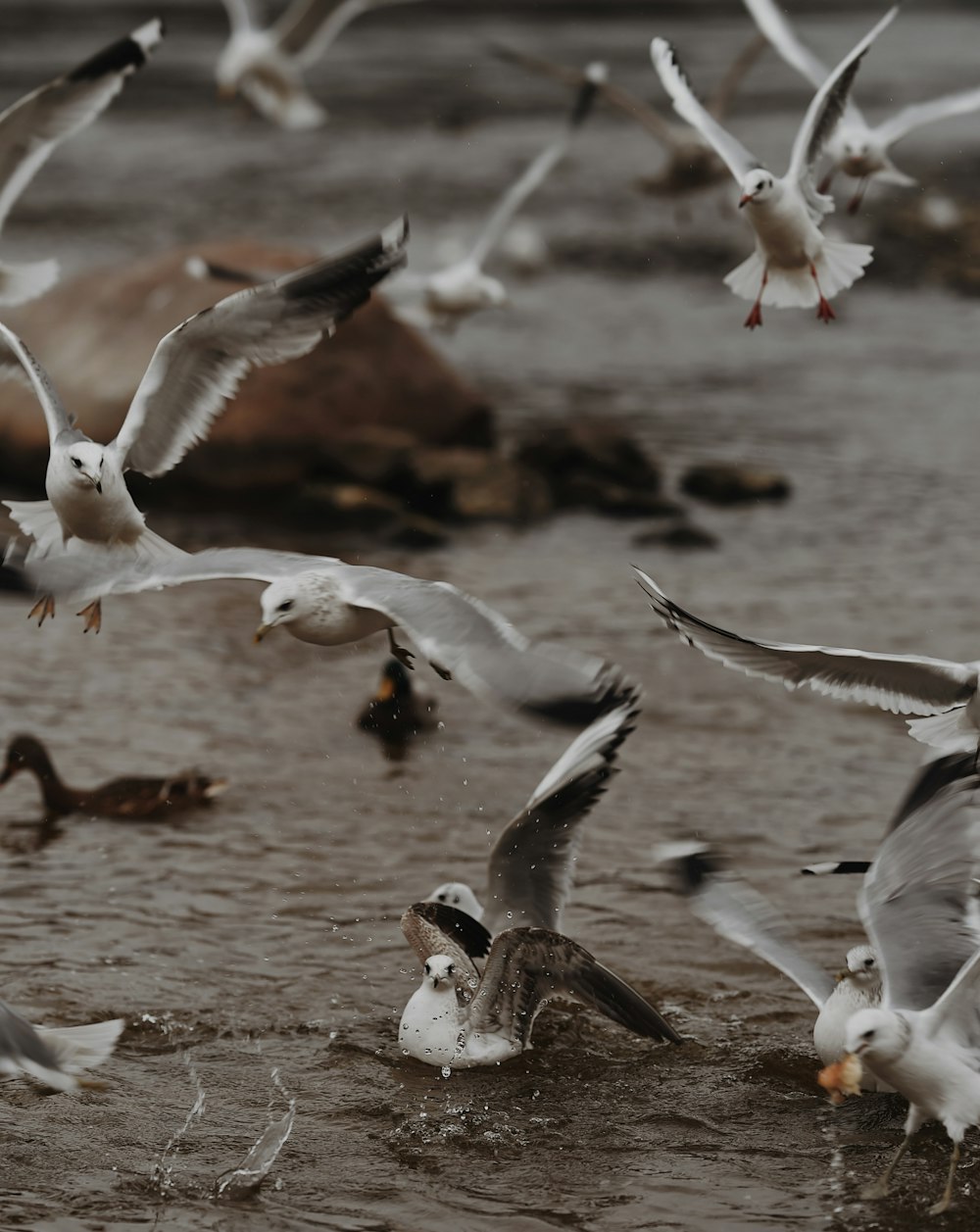 flock of white and black birds on water during daytime