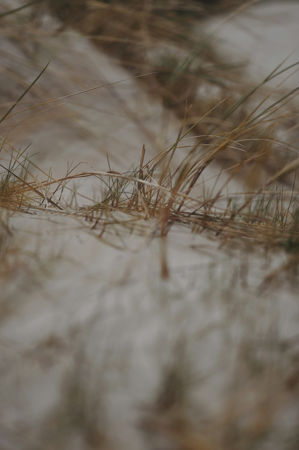 herbe brune en gros plan photographie