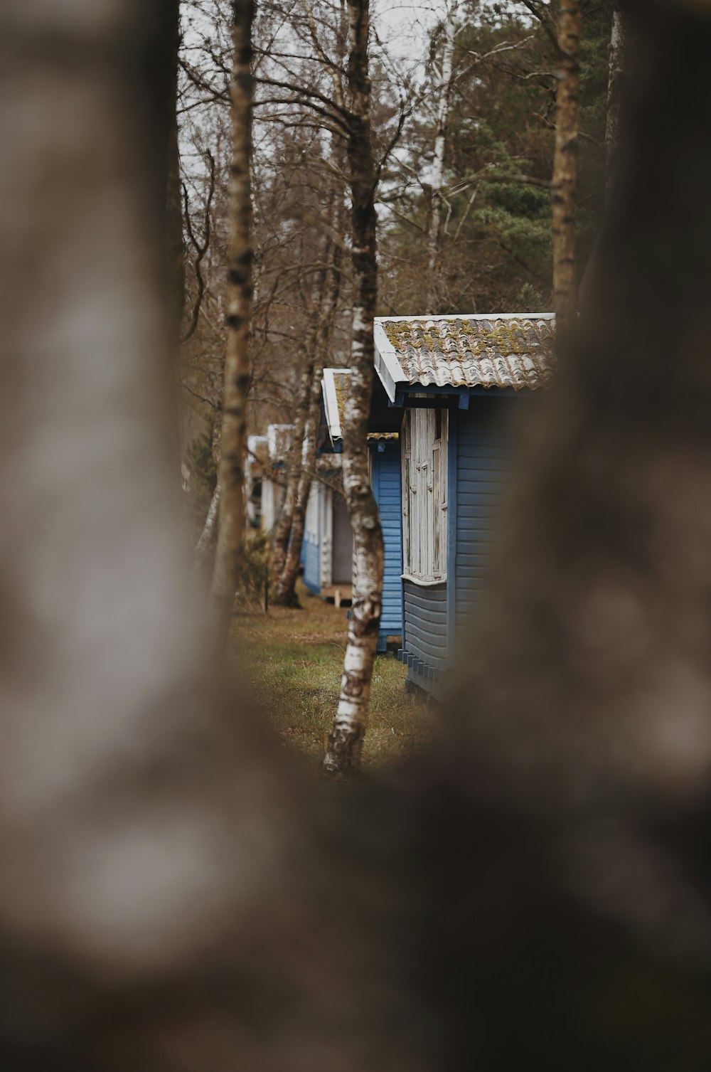 white and brown wooden house in forest