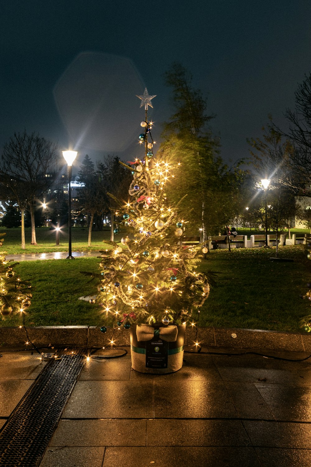 夜間にストリングライトが点灯する緑のクリスマスツリー