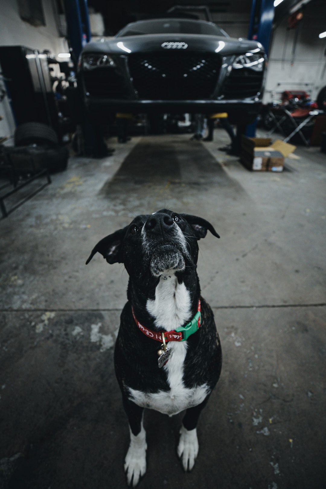 black and white short coated dog