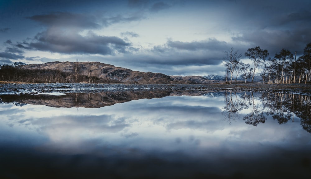 brown leafless tree on body of water under cloudy sky during daytime