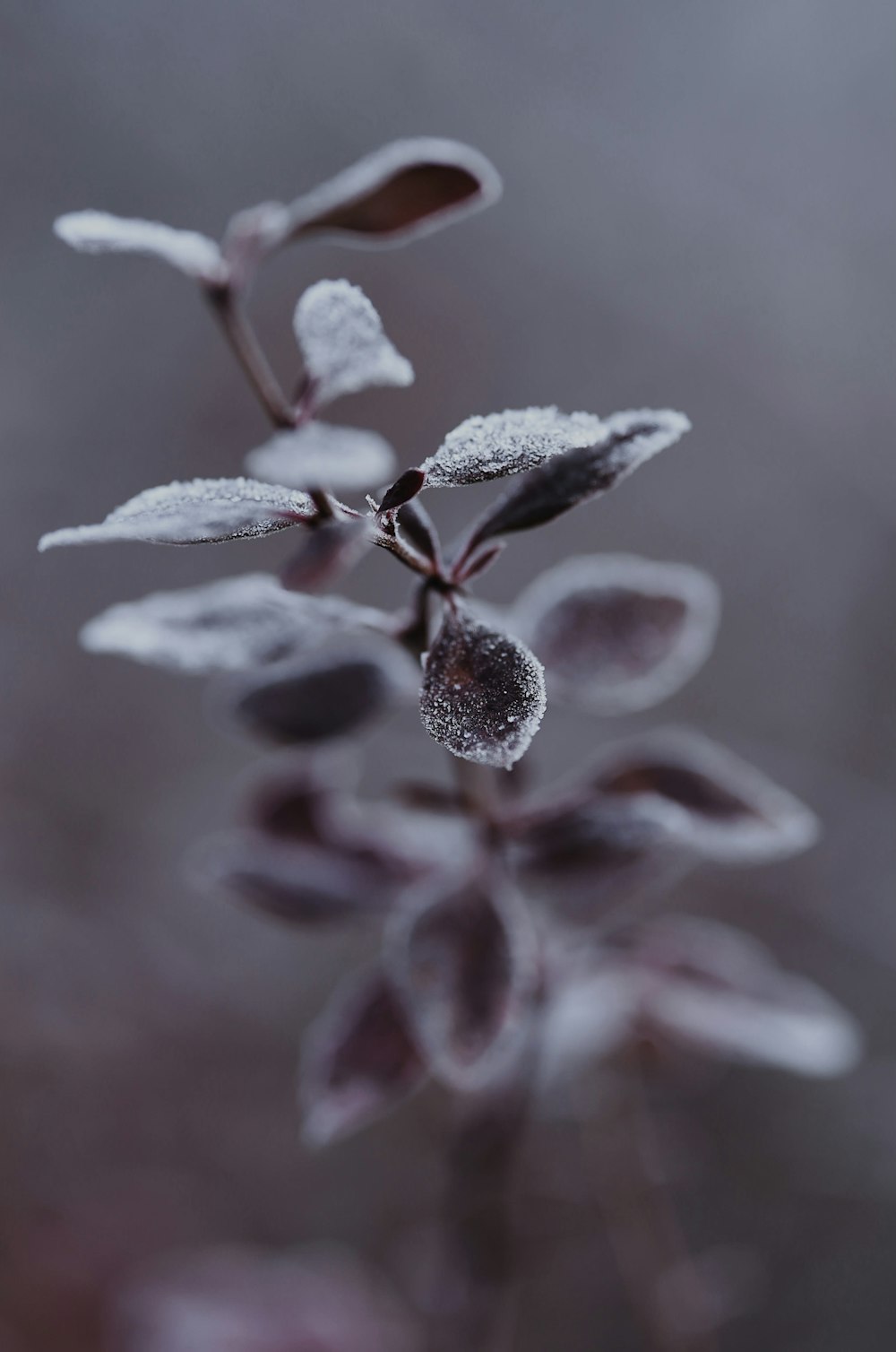 white and brown plant in close up photography