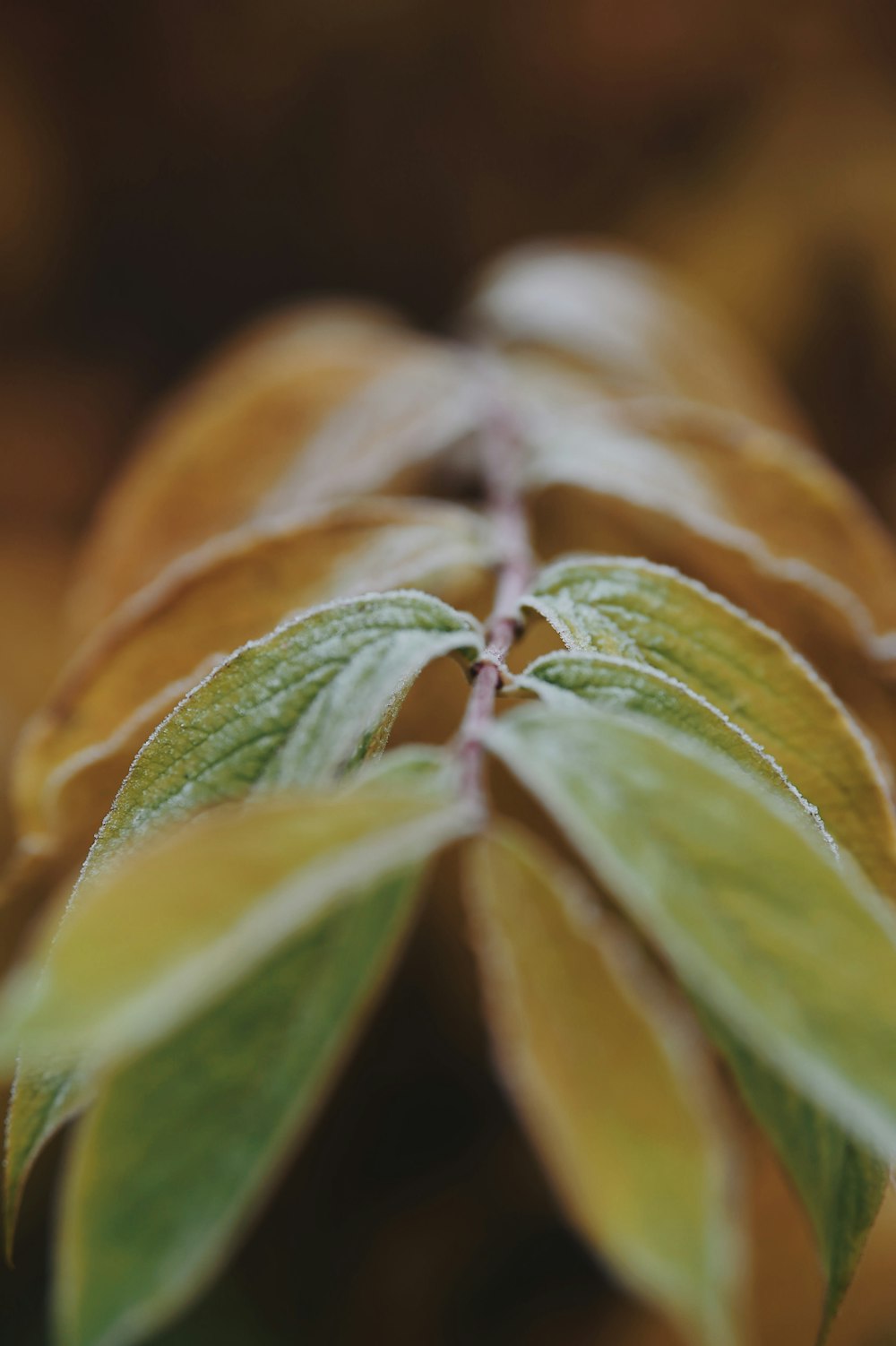 green and brown leaves in tilt shift lens