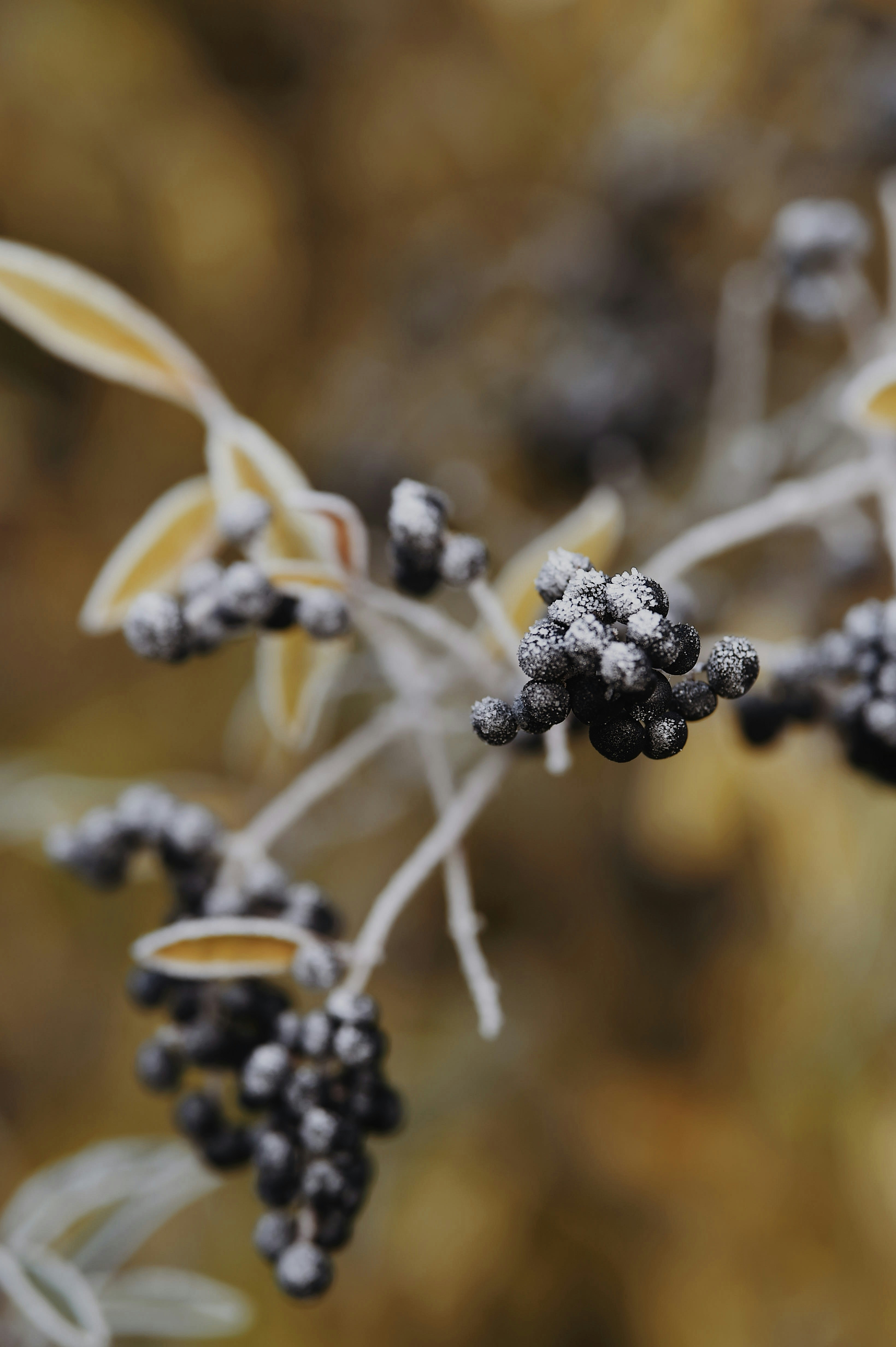 Photo by marijagabaliene