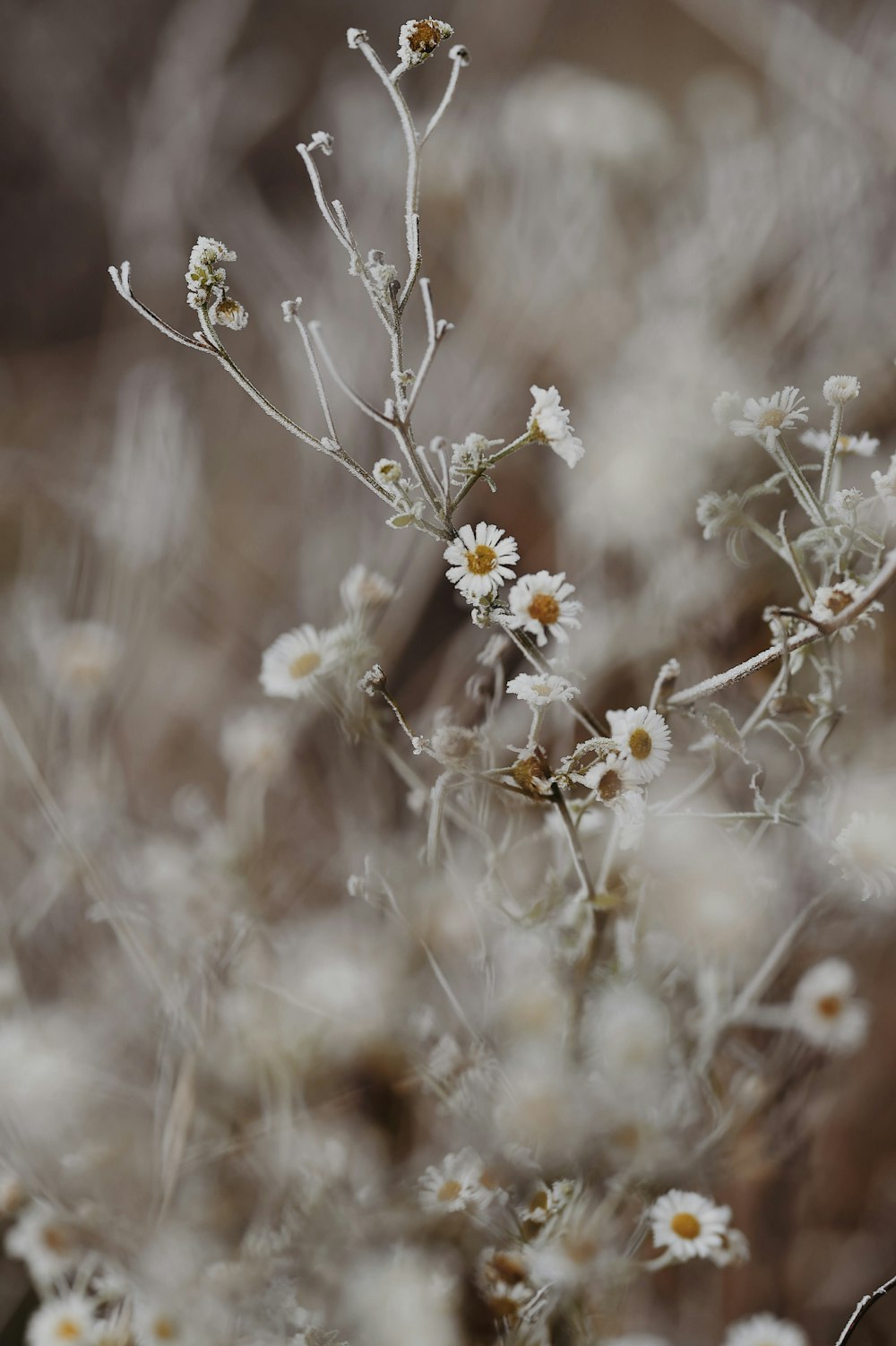 white flowers in tilt shift lens