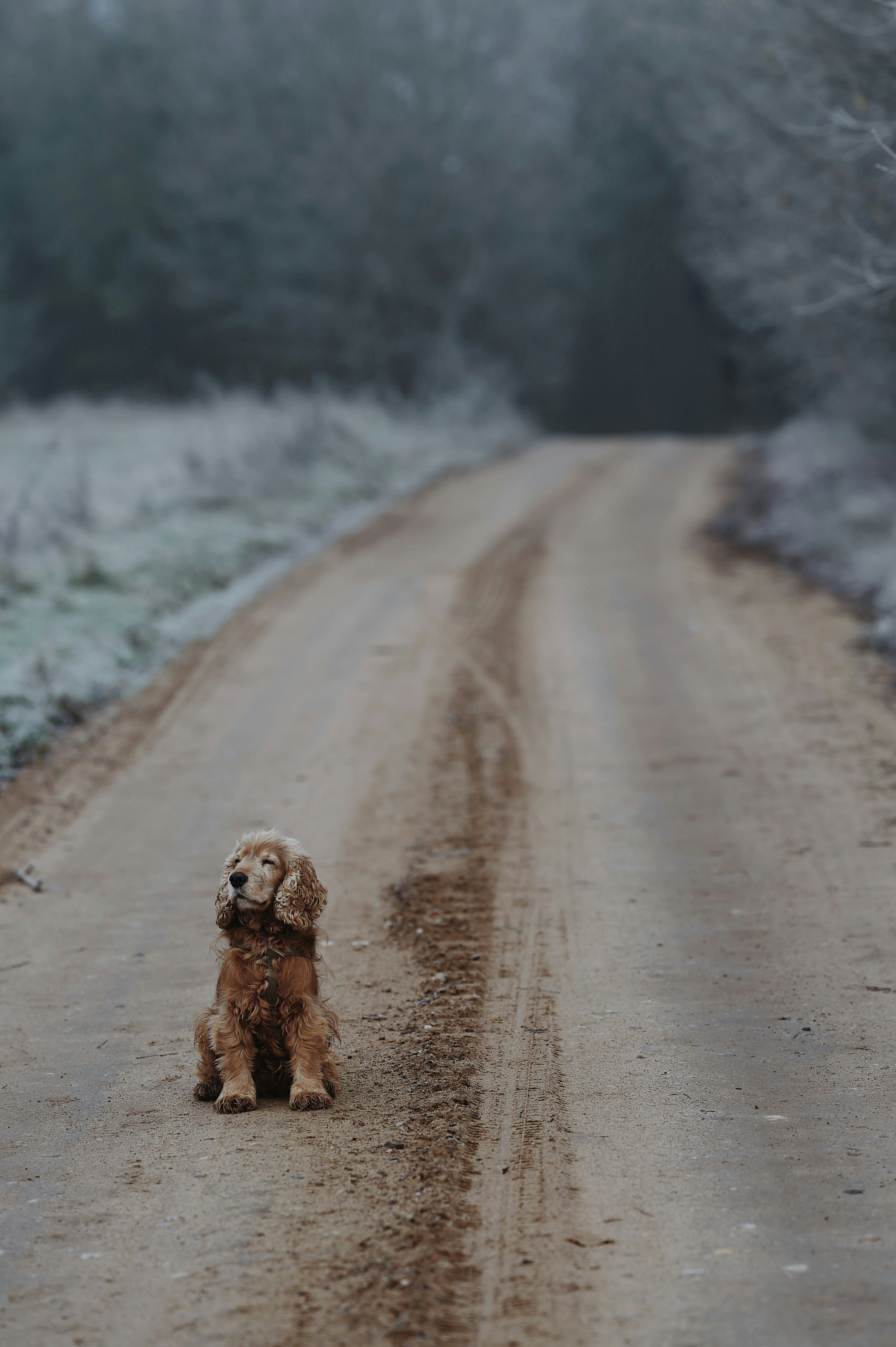 brown long coated dog on gray road