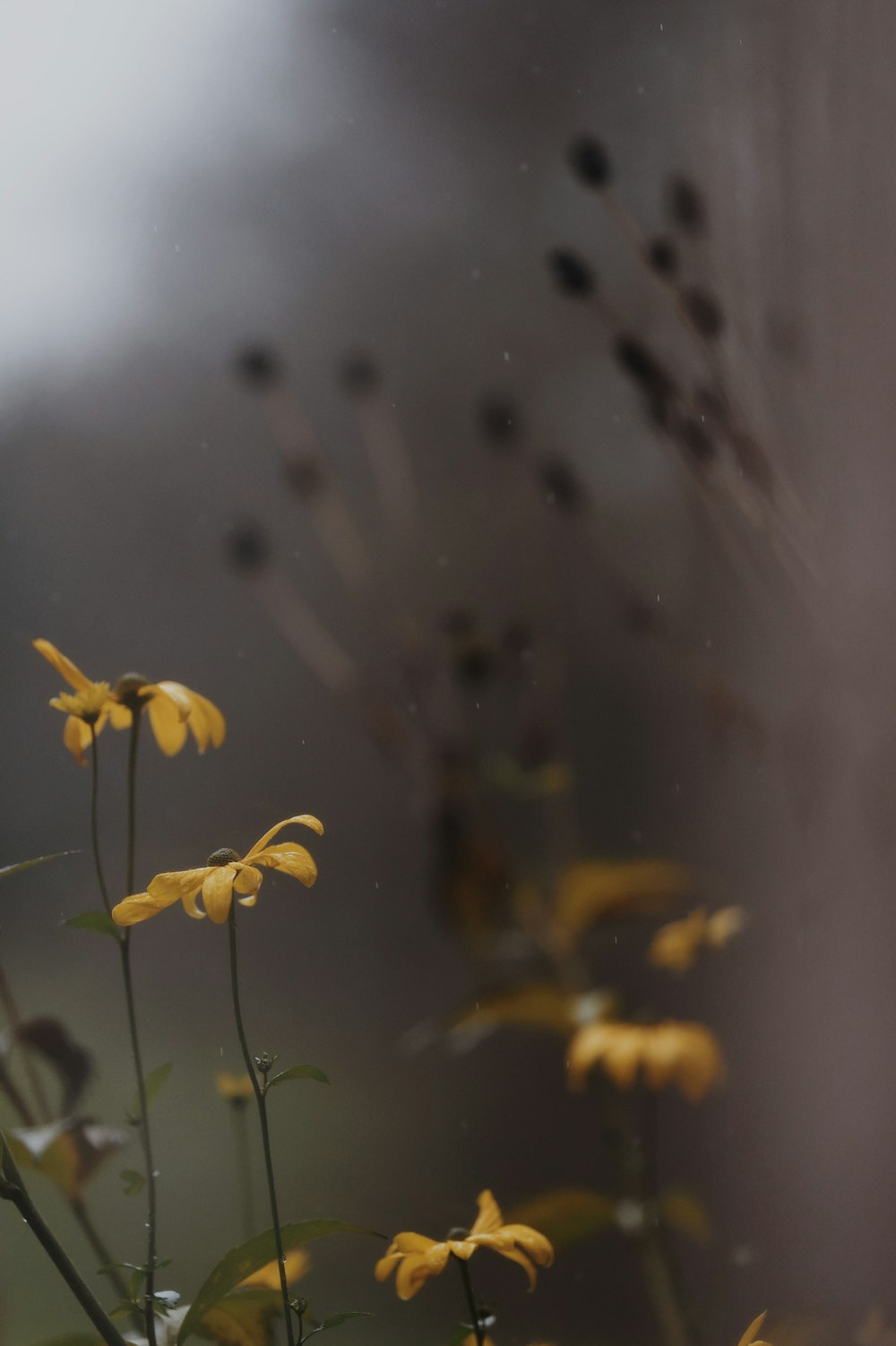 yellow flower in tilt shift lens