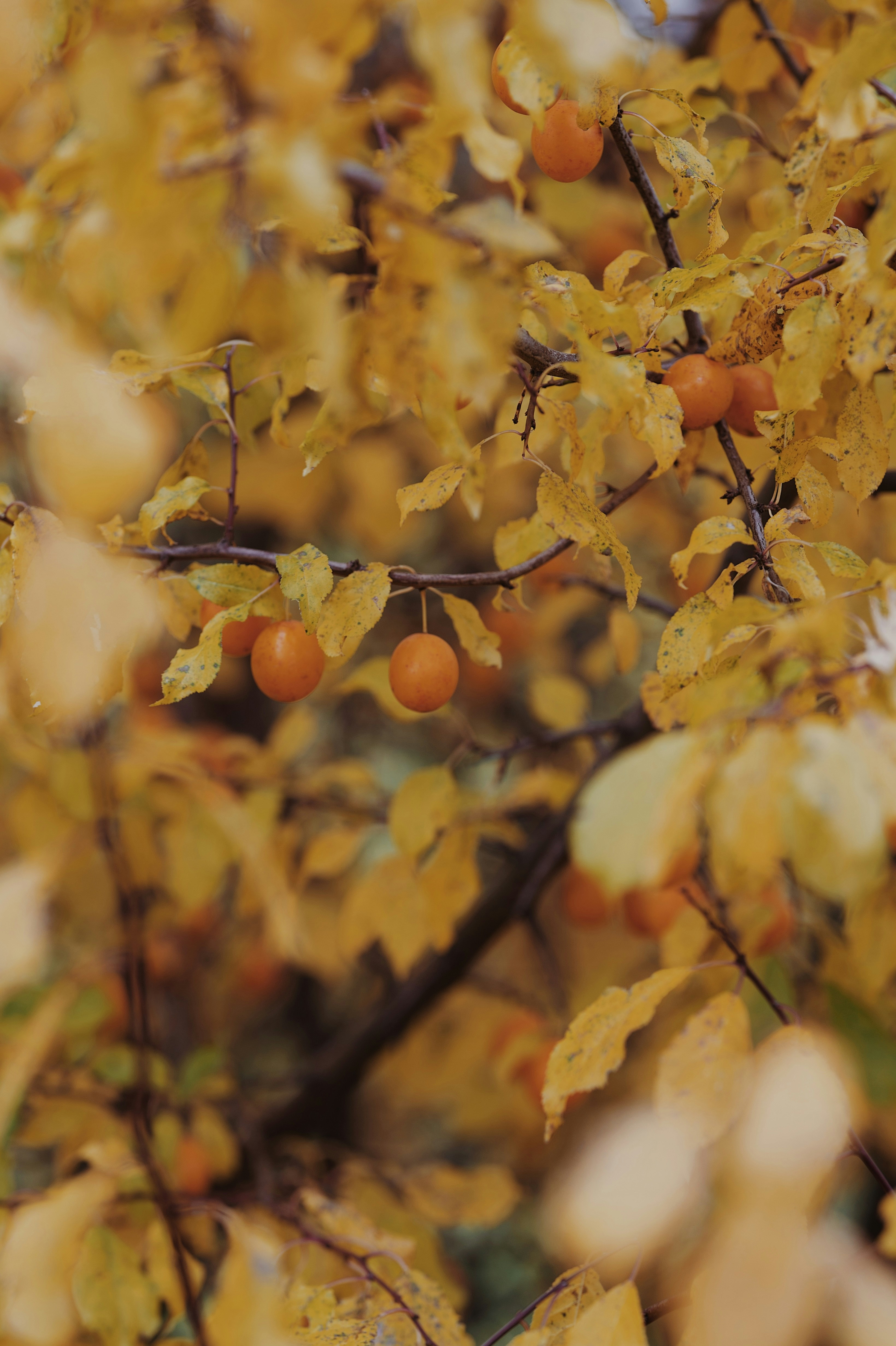 Photo by marijagabaliene