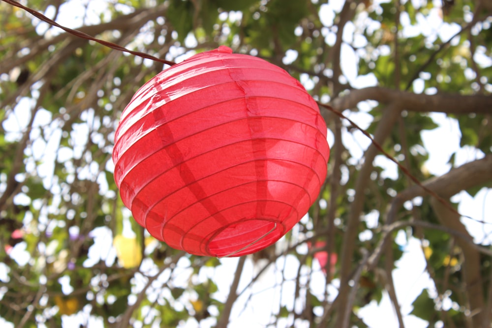 red paper lantern hanging on tree during daytime