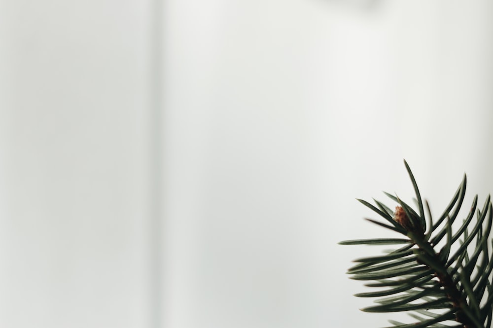 black and white plant in white background