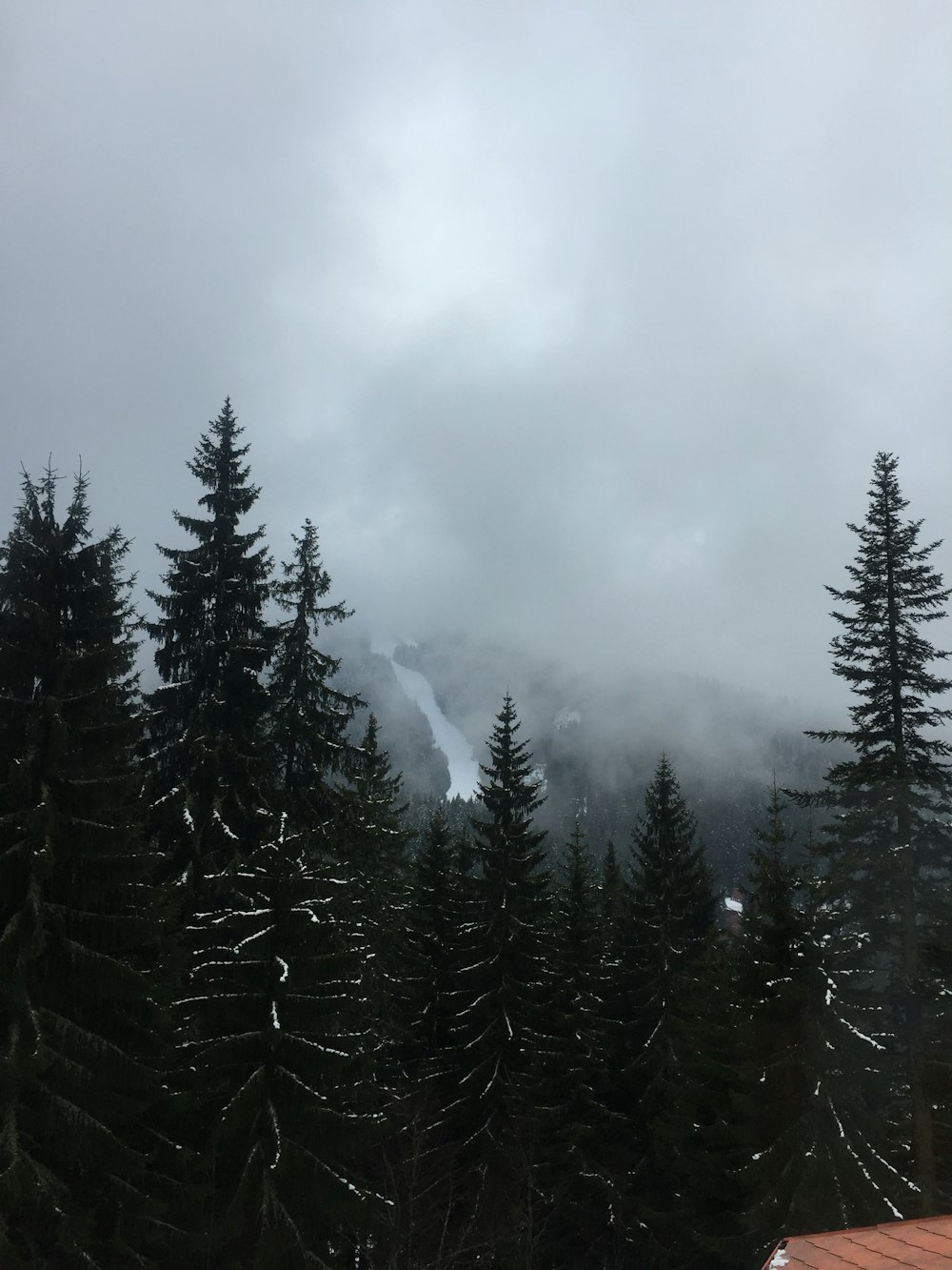 green pine trees covered with fog